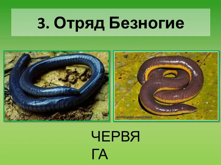 3. Отряд Безногие ЧЕРВЯГА