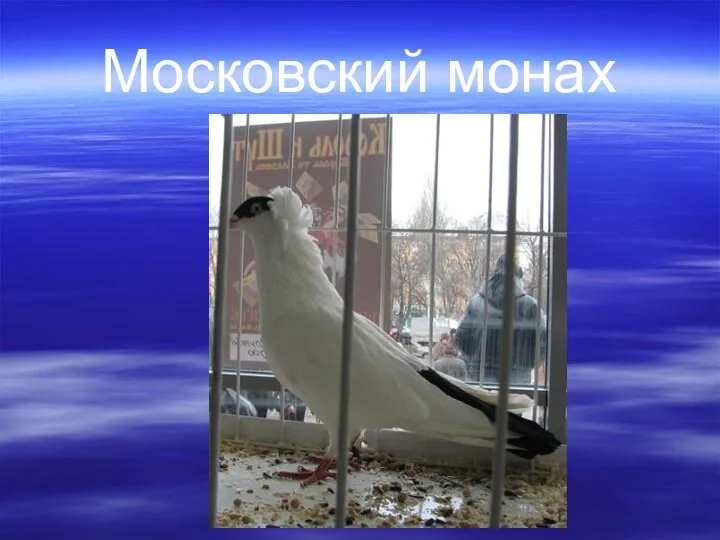 Московский монах