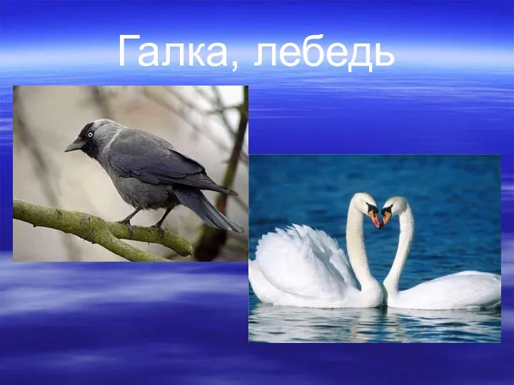 Галка, лебедь