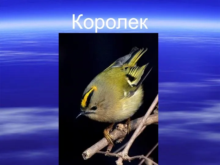 Королек