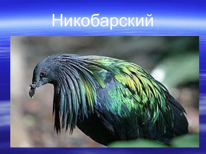 Никобарский