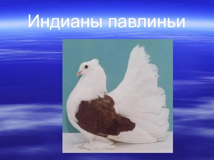 Индианы павлиньи