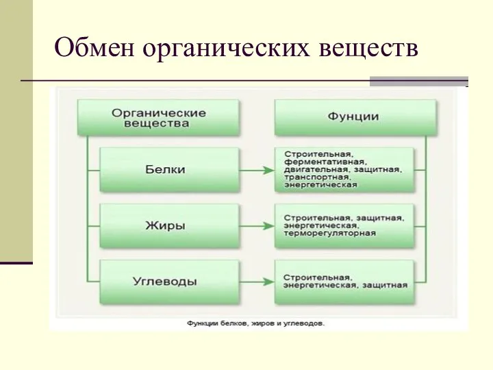 Обмен органических веществ