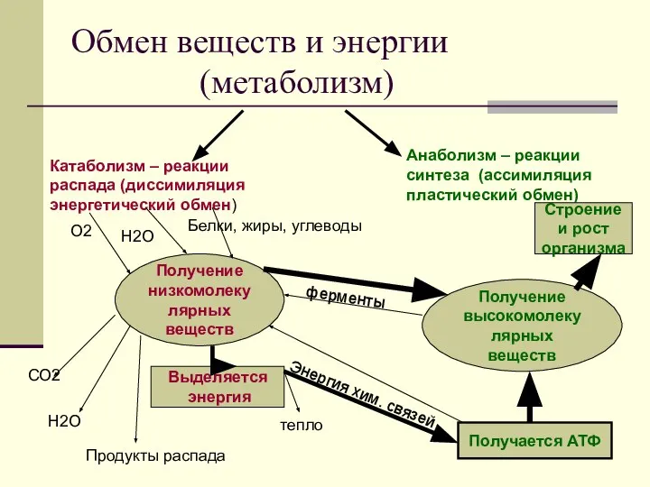 Обмен веществ и энергии (метаболизм) Катаболизм – реакции распада (диссимиляция энергетический обмен)