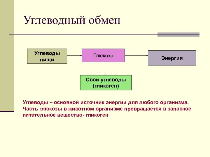 Углеводный обмен Углеводы пищи Глюкоза Свои углеводы (гликоген) Энергия Углеводы – основной