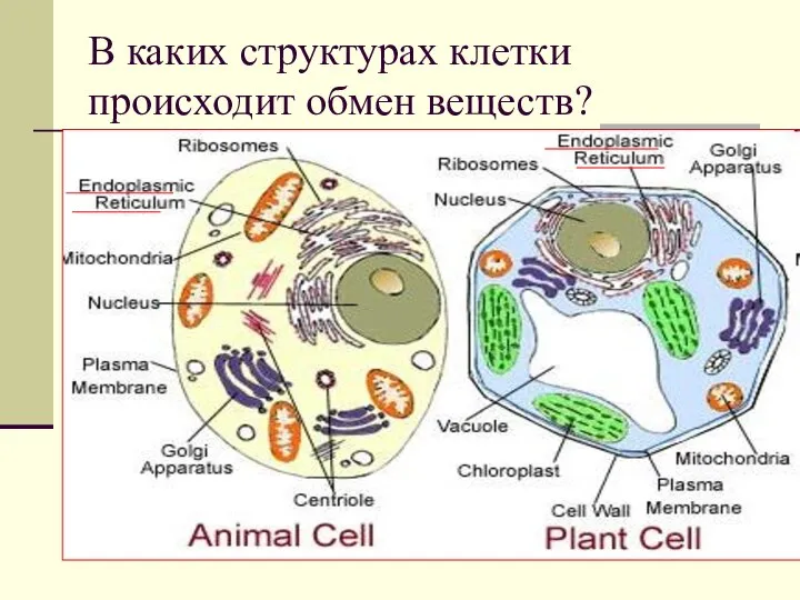 В каких структурах клетки происходит обмен веществ?