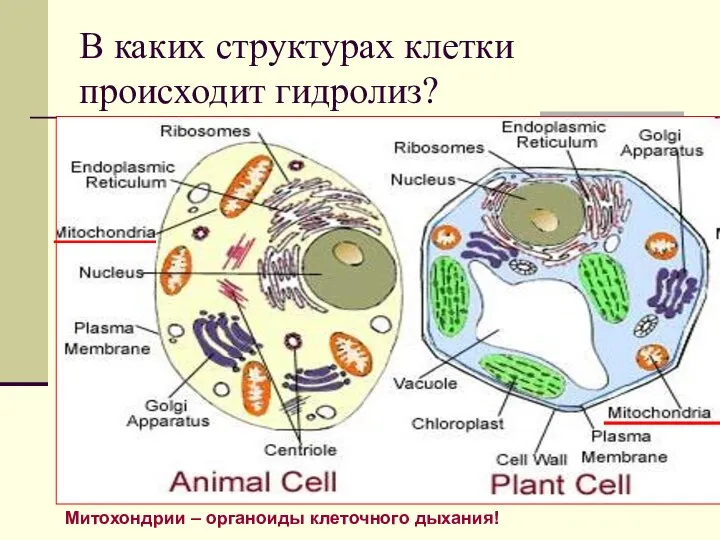 В каких структурах клетки происходит гидролиз? Митохондрии – органоиды клеточного дыхания!