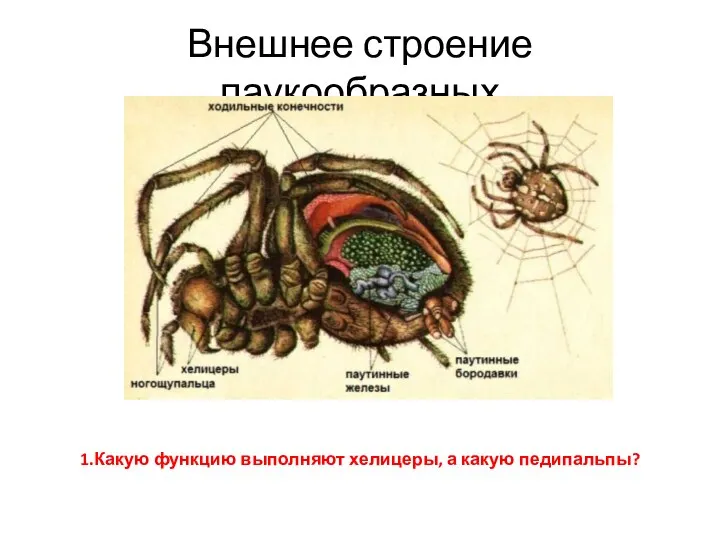 Внешнее строение паукообразных 1.Какую функцию выполняют хелицеры, а какую педипальпы?