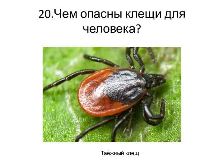 20.Чем опасны клещи для человека? Таёжный клещ