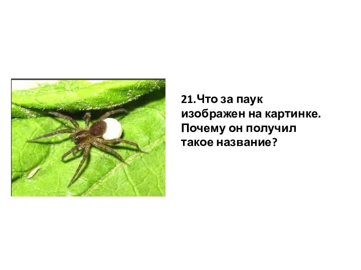 21.Что за паук изображен на картинке. Почему он получил такое название?