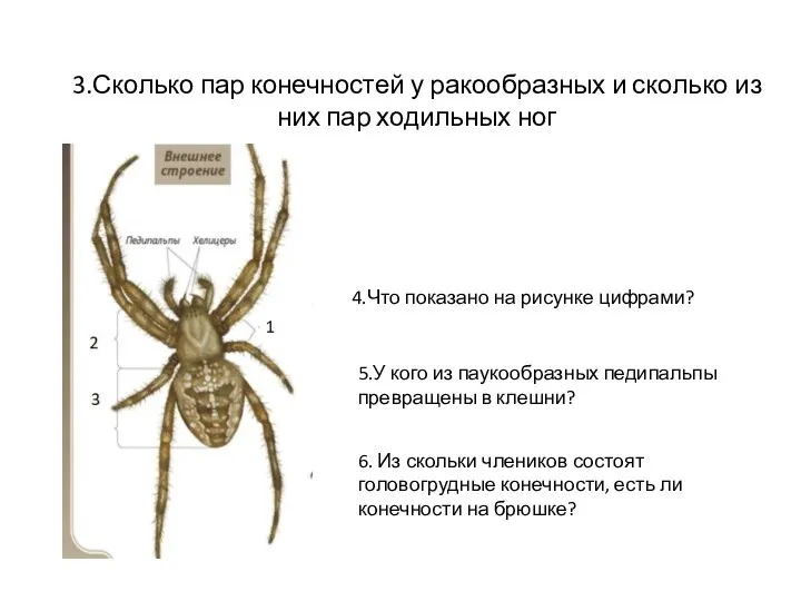 3.Сколько пар конечностей у ракообразных и сколько из них пар ходильных ног