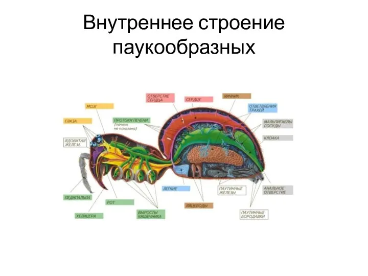 Внутреннее строение паукообразных