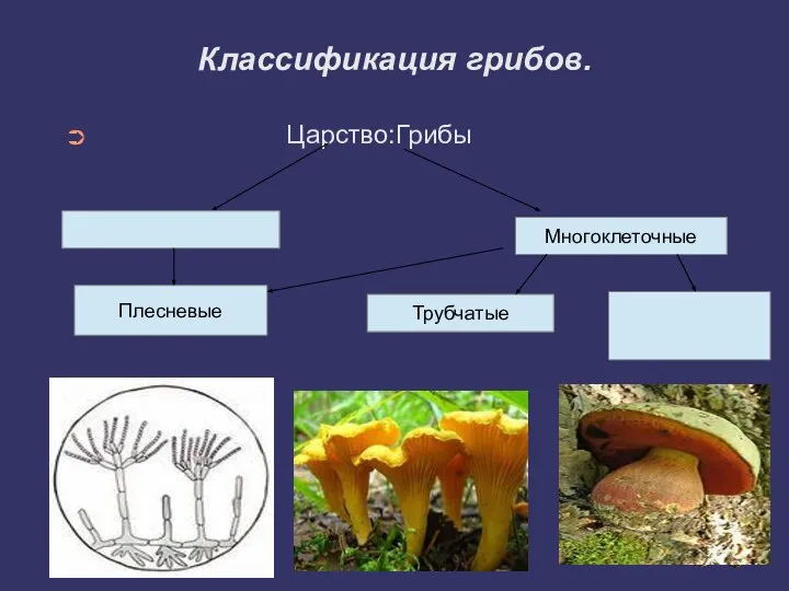 Классификация грибов. Царство:Грибы Многоклеточные Плесневые Трубчатые