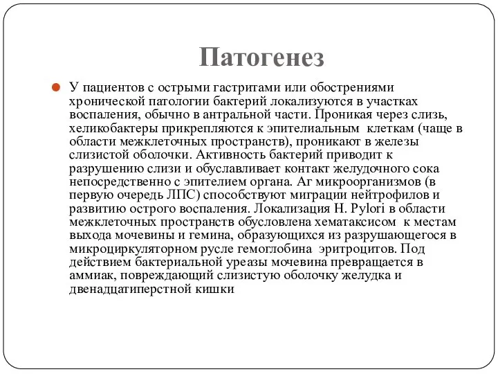 Патогенез У пациентов с острыми гастритами или обострениями хронической патологии бактерий локализуются