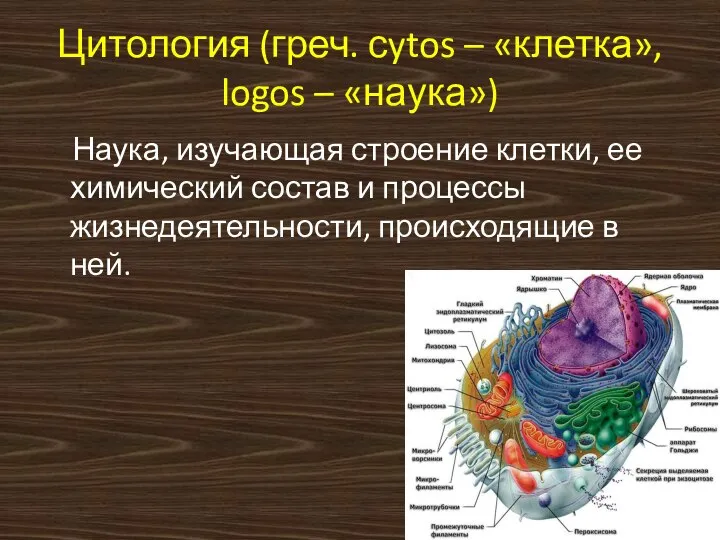 Цитология (греч. сytos – «клетка», logos – «наука») Наука, изучающая строение клетки,