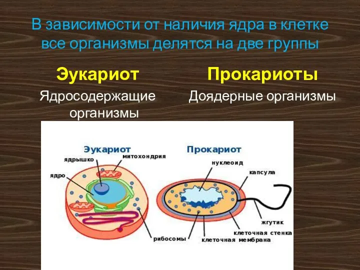 В зависимости от наличия ядра в клетке все организмы делятся на две
