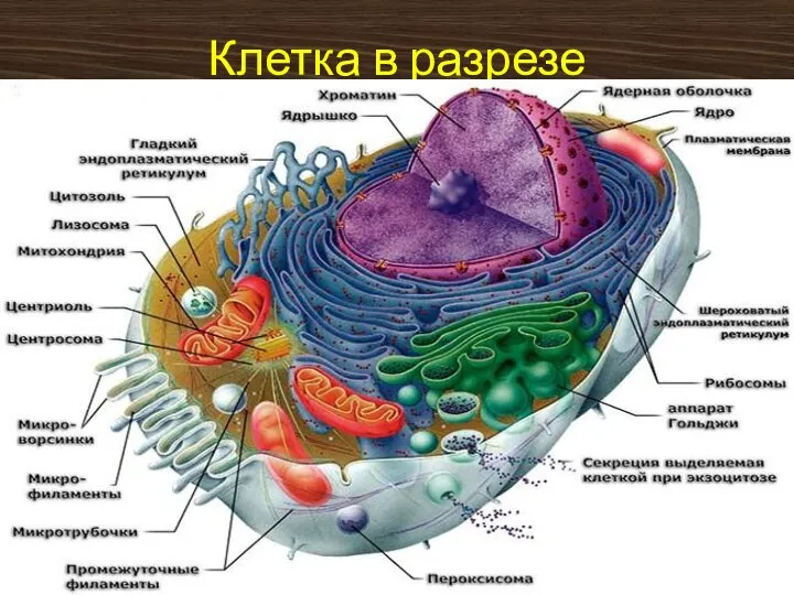 Клетка в разрезе