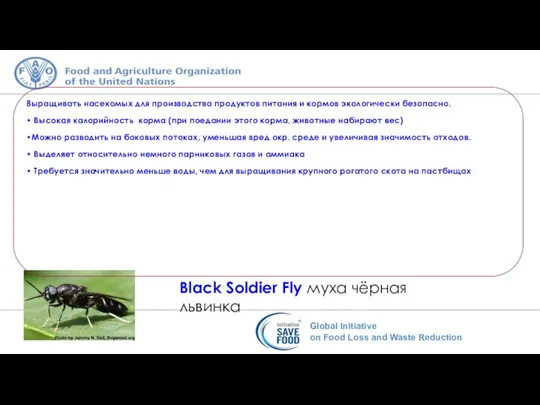 Black Soldier Fly муха чёрная львинка Выращивать насекомых для производства продуктов питания