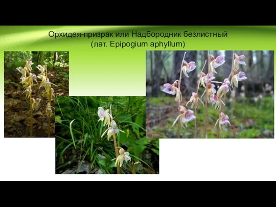 Орхидея-призрак или Надбородник безлистный (лат. Epipogium aphyllum)