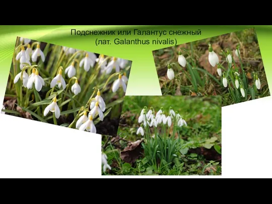 Подснежник или Галантус снежный (лат. Galanthus nivalis)