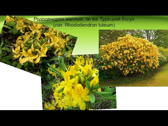 Рододендрон желтый, он же Турецкий богун (лат. Rhododendron luteum)