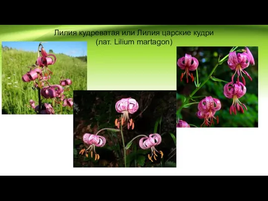 Лилия кудреватая или Лилия царские кудри (лат. Lilium martagon)