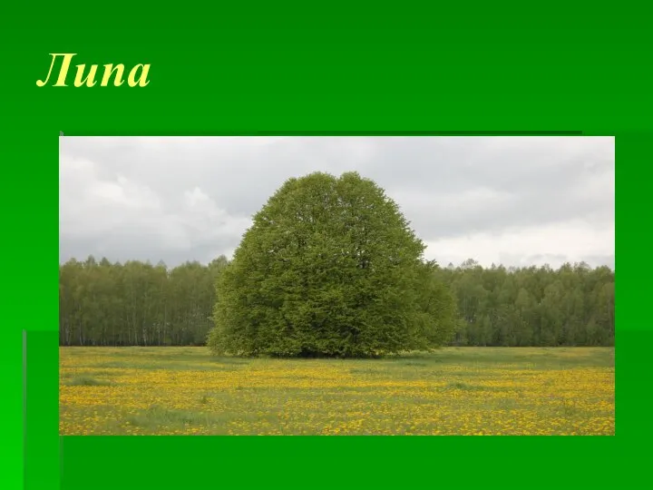 Липа