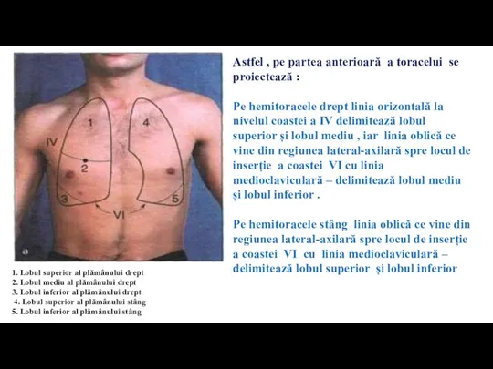 Astfel , pe partea anterioară a toracelui se proiectează : Pe hemitoracele