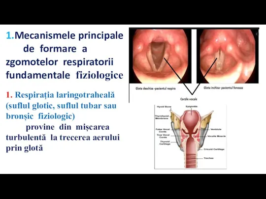 1.Mecanismele principale de formare a zgomotelor respiratorii fundamentale fiziologice 1. Respiraţia laringotraheală