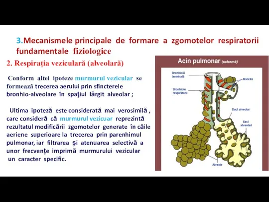 2. Respirația veziculară (alveolară) Conform altei ipoteze murmurul vezicular se formează trecerea
