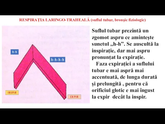 RESPIRAŢIA LARINGO-TRAHEALĂ (suflul tubar, bronşic fiziologic) Suflul tubar prezintă un zgomot aspru