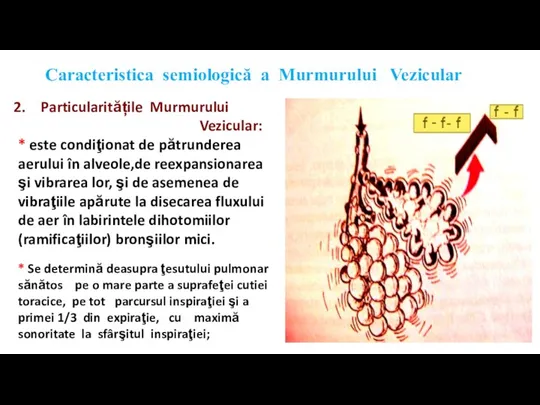 Caracteristica semiologică a Murmurului Vezicular Particularitățile Murmurului Vezicular: * este condiţionat de