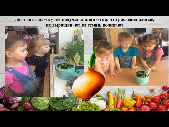 Дети опытным путем получат знания о том, что растения живые, их выращивают из семян, поливают.
