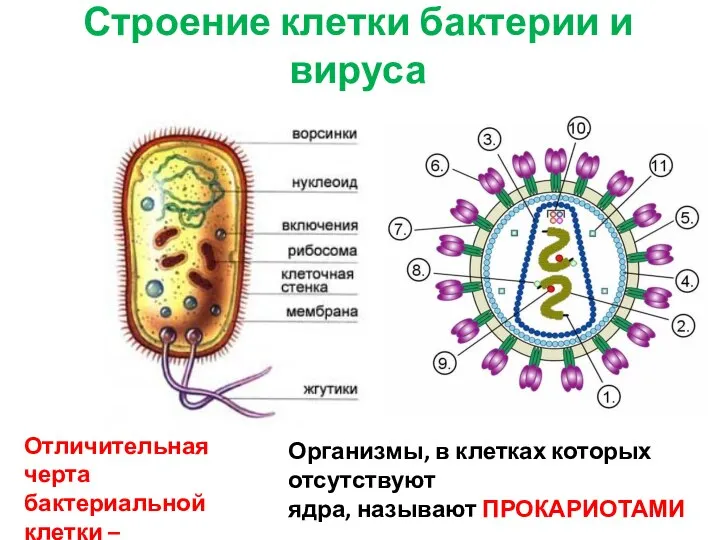 Строение клетки бактерии и вируса Отличительная черта бактериальной клетки – ОТСУТСТВИЕ ЯДРА.