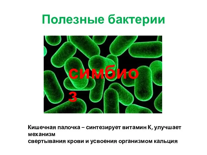 Полезные бактерии Кишечная палочка – синтезирует витамин К, улучшает механизм свертывания крови