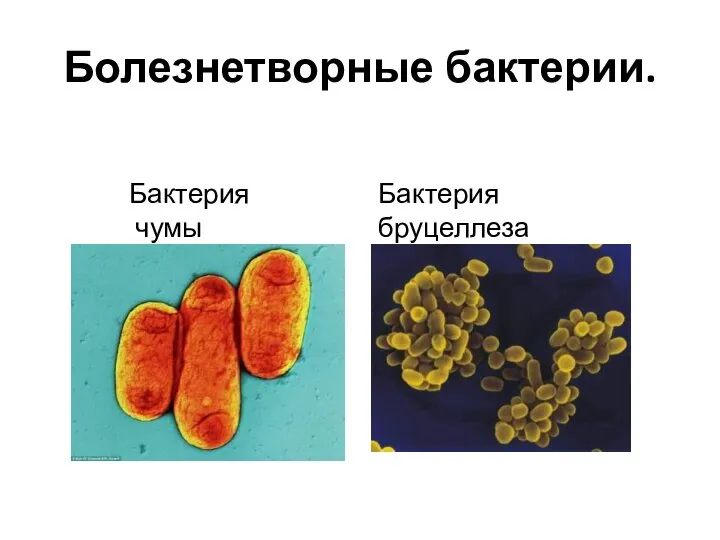 Болезнетворные бактерии. Бактерия чумы Бактерия бруцеллеза