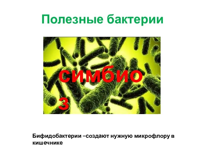 Полезные бактерии Бифидобактерии –создают нужную микрофлору в кишечнике симбиоз