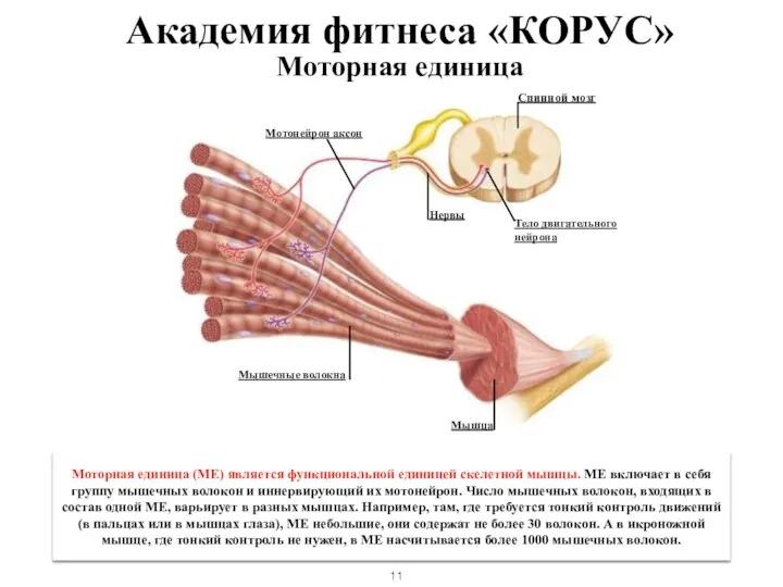 Моторная единица Спинной мозг Тело двигательного нейрона Нервы Мотонейрон аксон Мышечные волокна