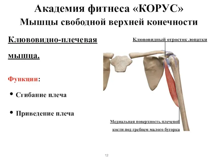 Мышцы свободной верхней конечности Клювовидно-плечевая мышца. Функции: Сгибание плеча Приведение плеча Клювовидный