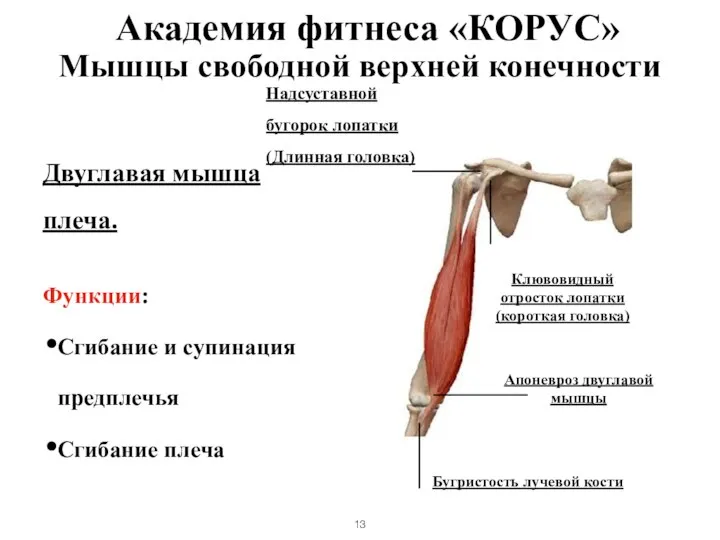 Мышцы свободной верхней конечности Двуглавая мышца плеча. Функции: Сгибание и супинация предплечья