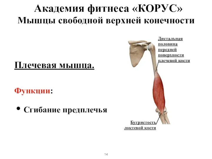 Мышцы свободной верхней конечности Плечевая мышца. Функции: Сгибание предплечья Дистальная половина передней