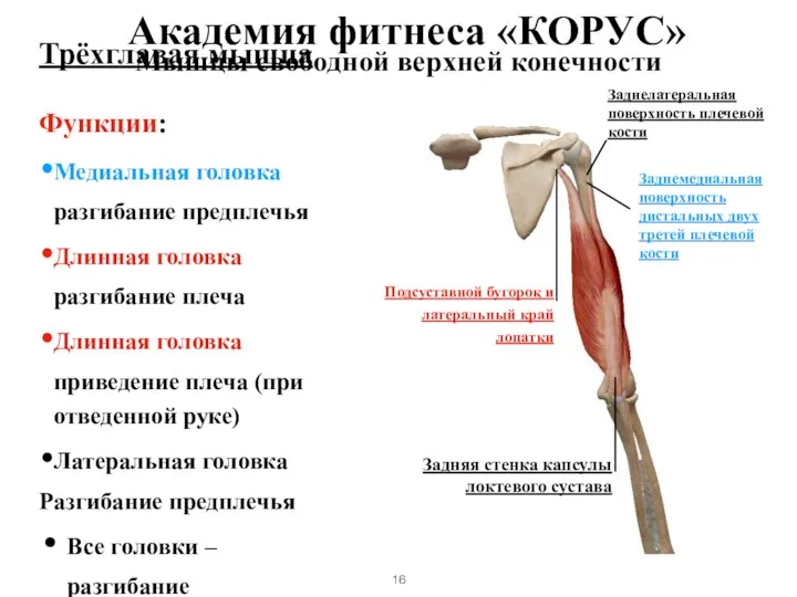 Мышцы свободной верхней конечности Трёхглавая мышца Функции: Медиальная головка разгибание предплечья Длинная