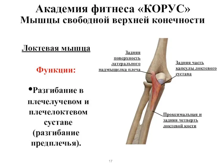 Мышцы свободной верхней конечности Локтевая мышца Функции: Разгибание в плечелучевом и плечелоктевом