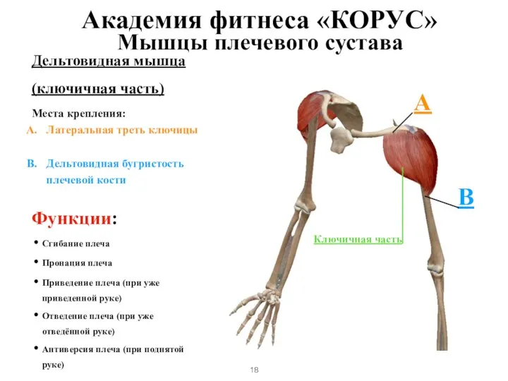 Мышцы плечевого сустава Дельтовидная мышца (ключичная часть) Места крепления: Латеральная треть ключицы