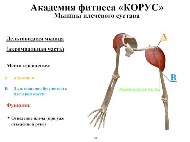 Мышцы плечевого сустава Дельтовидная мышца (акромиальная часть) Места крепления: Акромион Дельтовидная бугристость