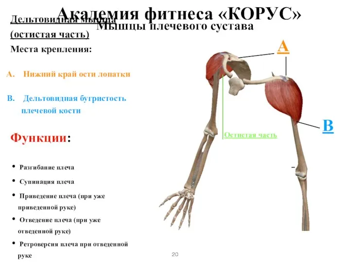 Мышцы плечевого сустава Дельтовидная мышца (остистая часть) Места крепления: Нижний край ости