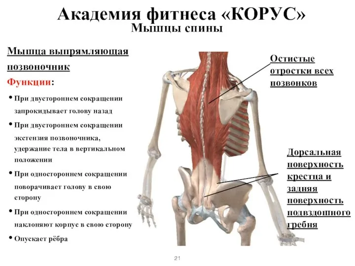 Мышцы спины Мышца выпрямляющая позвоночник Функции: При двустороннем сокращении запрокидывает голову назад