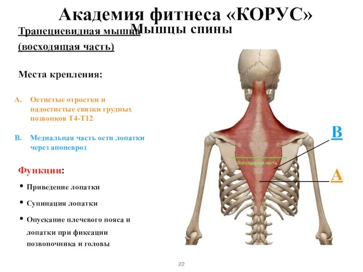 Мышцы спины Трапециевидная мышца (восходящая часть) Места крепления: Остистые отростки и надостистые