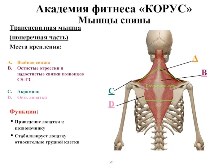 Мышцы спины Трапецевидная мышца (поперечная часть) Места крепления: Выйная связка Остистые отростки