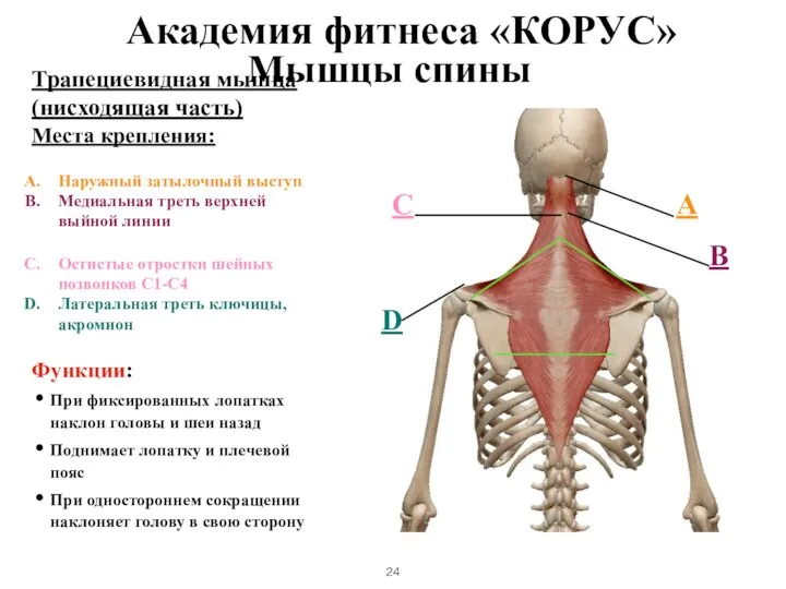 Мышцы спины Трапециевидная мышца (нисходящая часть) Места крепления: Наружный затылочный выступ Медиальная